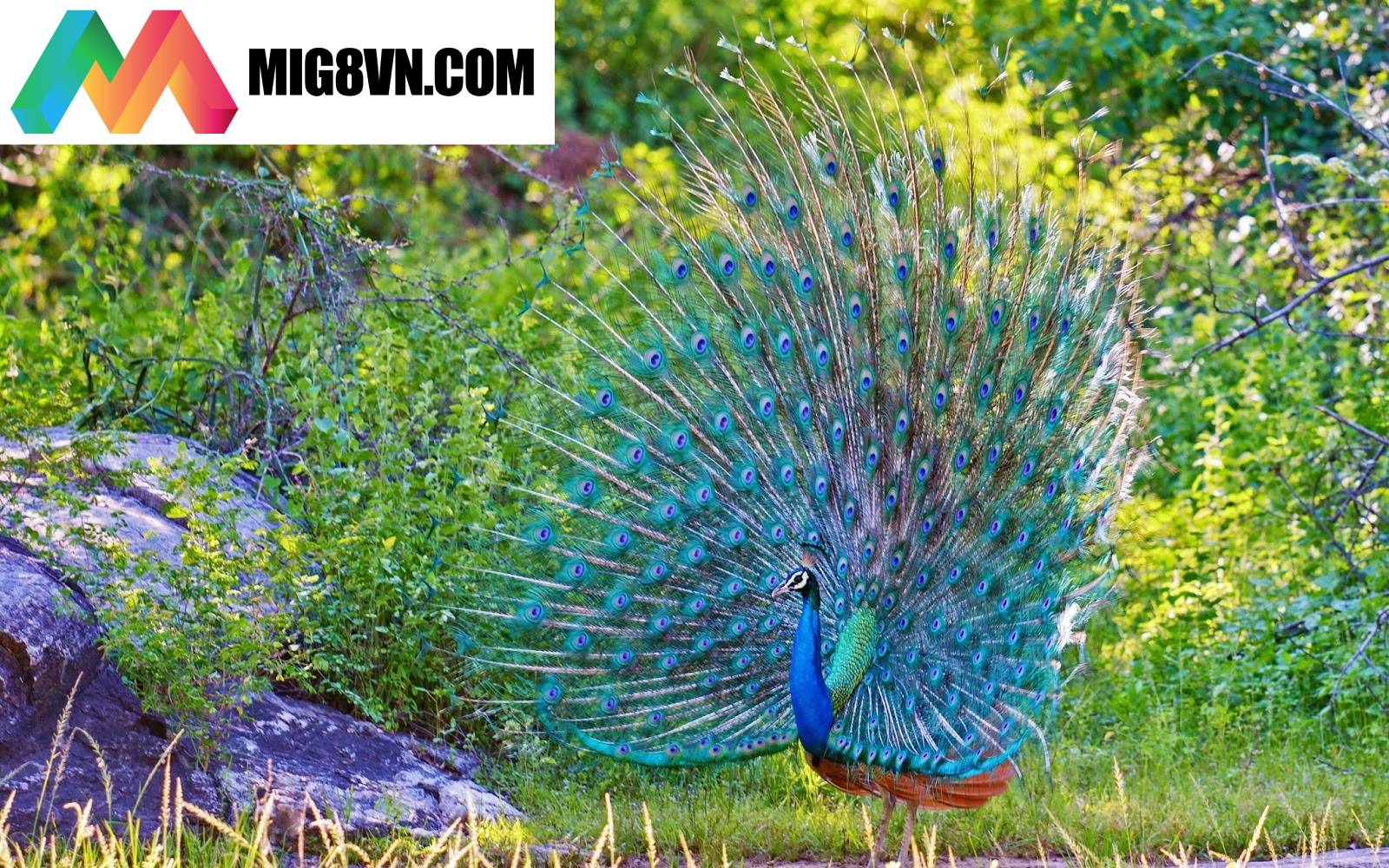 Nằm mơ thấy con công
