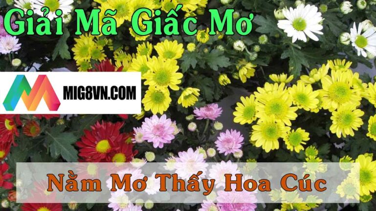 Mơ thấy hoa cúc điềm báo gì