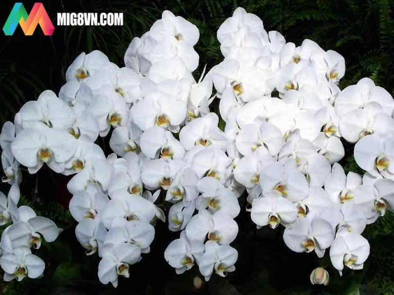 Mơ thấy hoa lan điềm báo gì