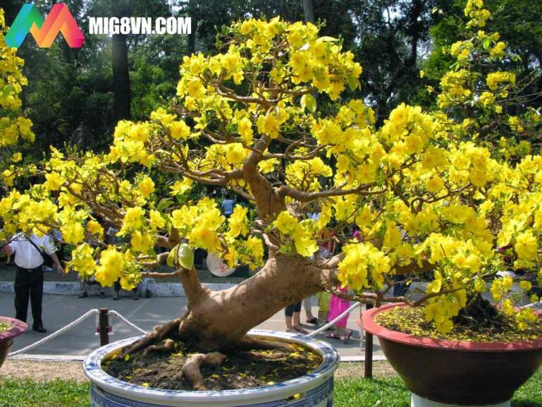 Mơ thấy hoa mai