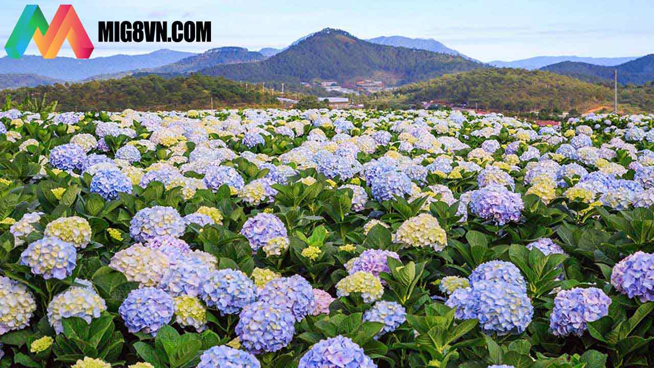 Nằm mơ hoa cẩm tú cầu
