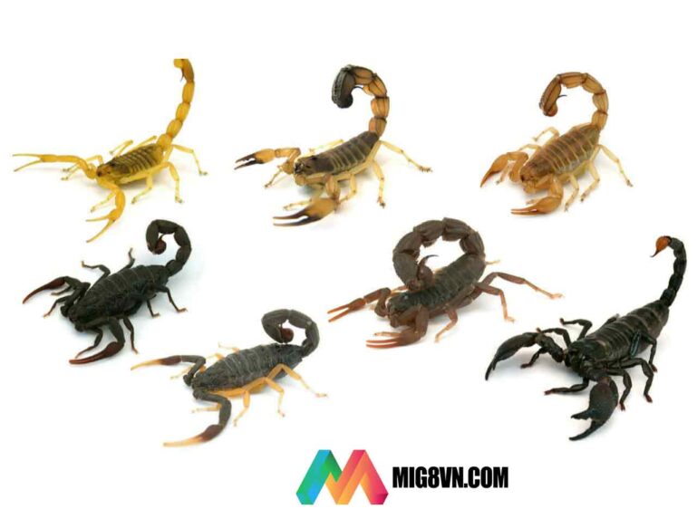 Nằm mơ thấy bọ cạp