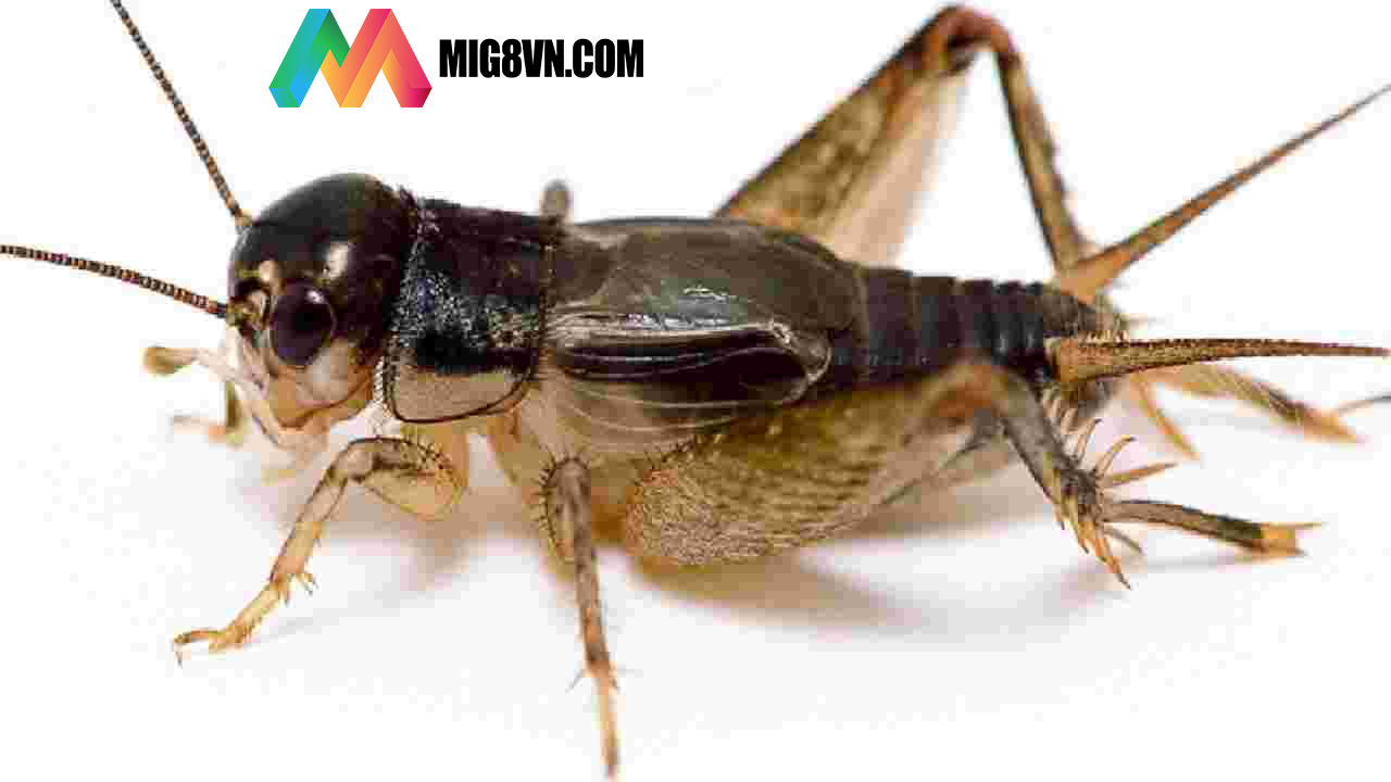 Mơ thấy con dế