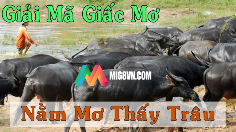 Mơ thấy trâu
