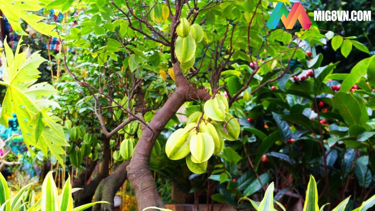 Mơ thấy cây khế