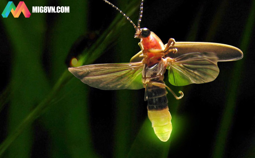 NẰM MƠ THẤY ĐOM ĐÓM ĐÁNH CON GÌ? ĐIỀM BÁO GÌ?