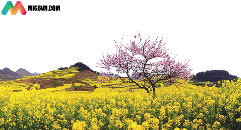 Mơ thấy mùa xuân