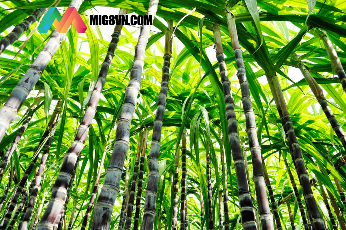 Nằm mơ thấy mía
