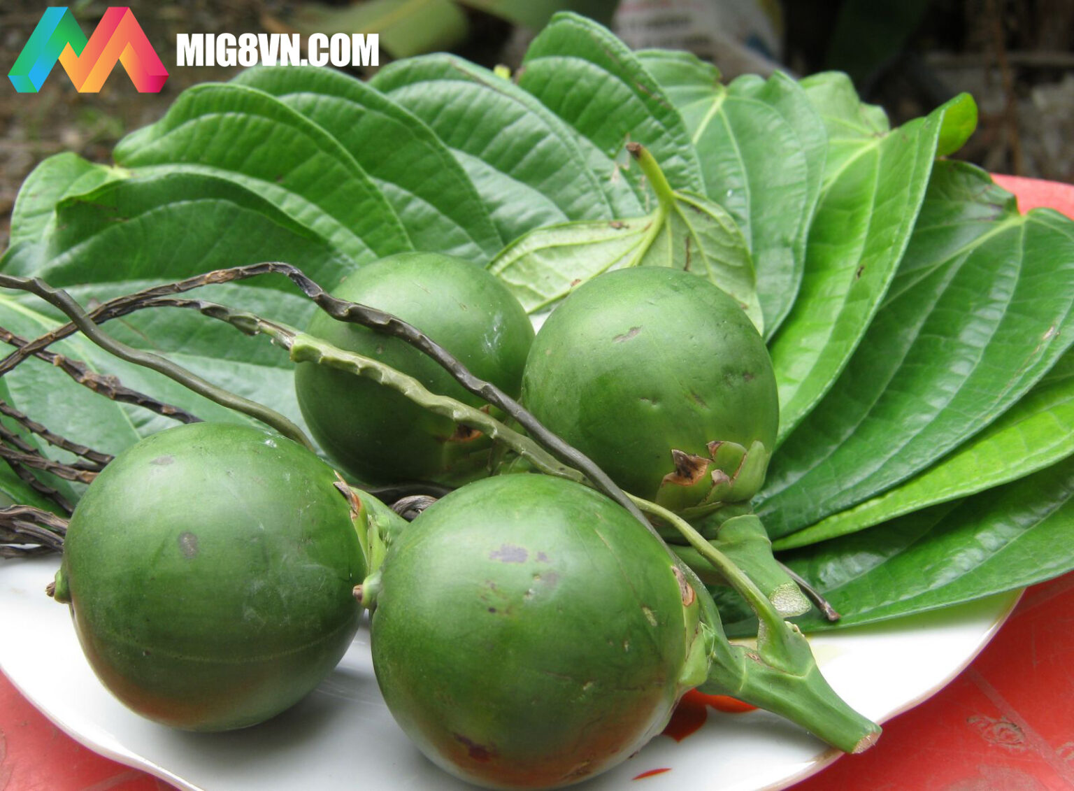 NẰM MƠ THẤY BUỒNG CAU ĐÁNH CON GÌ? ĐIỀM BÁO GÌ?