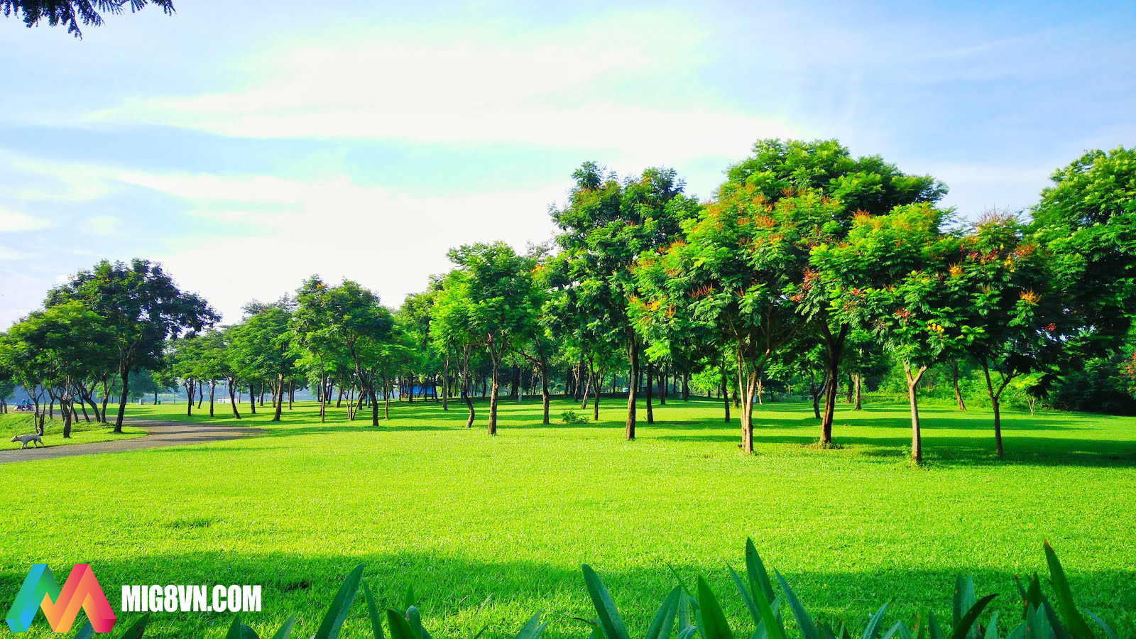 Mơ thấy bãi cỏ