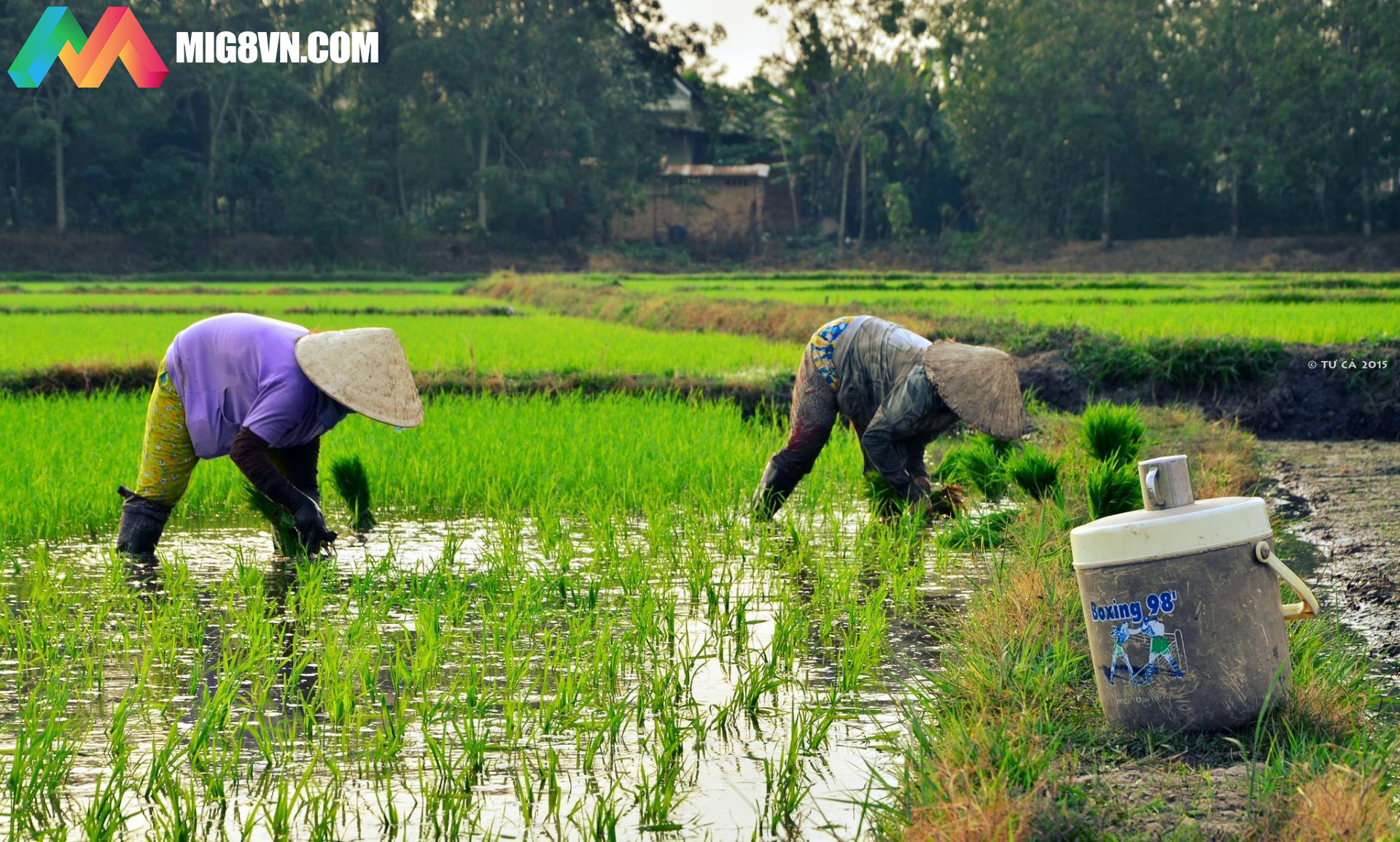 Nằm mơ thấy cày cấy