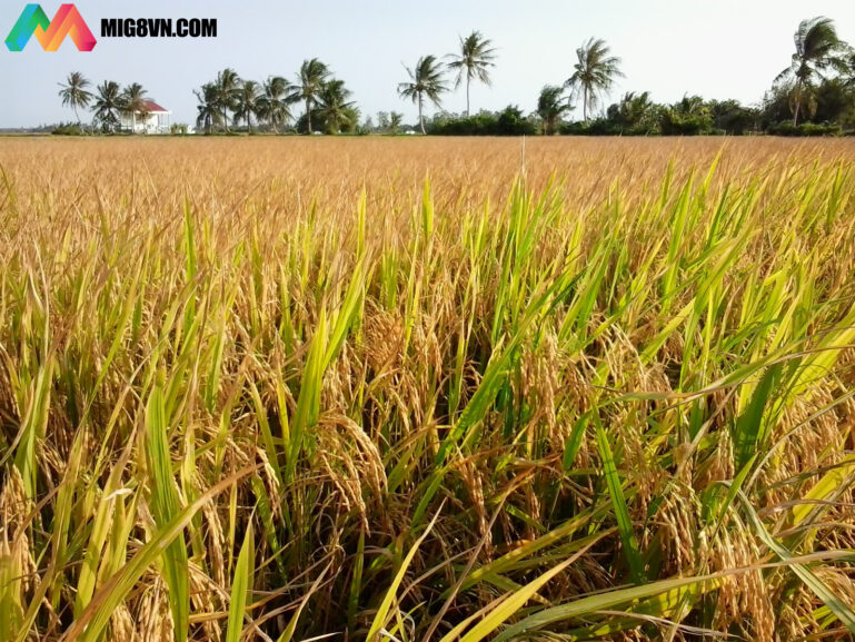 Nằm mơ thấy lúa