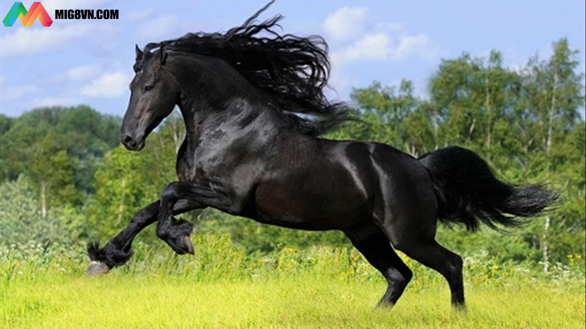 Mơ thấy cưỡi ngựa